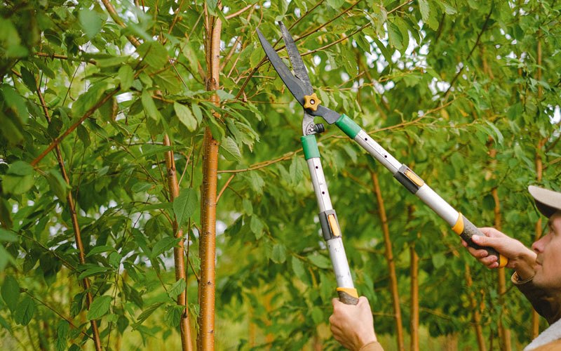 Tree trimming in Grand Coteau, LA